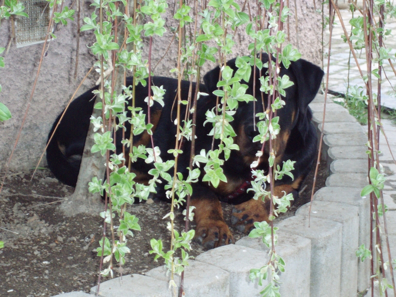 08_04_hafani_001.JPG