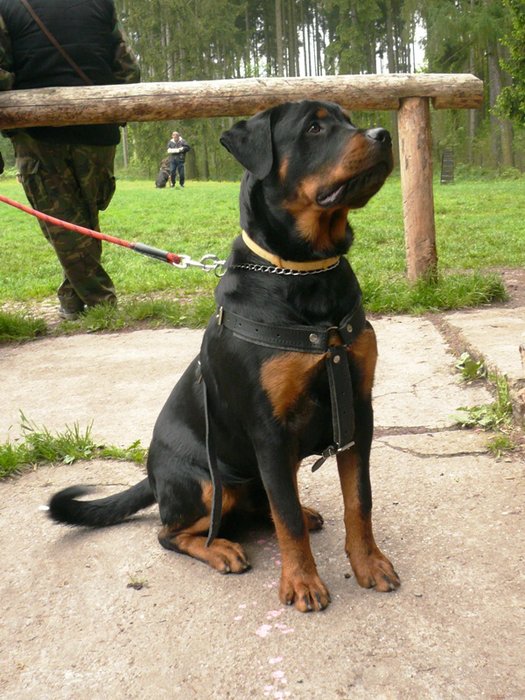 08_05_Monty_cvičák_01.jpg