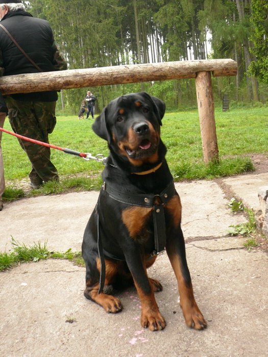08_05_Monty_cvičák_02.jpg