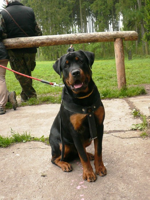 08_05_Monty_cvičák_03.jpg
