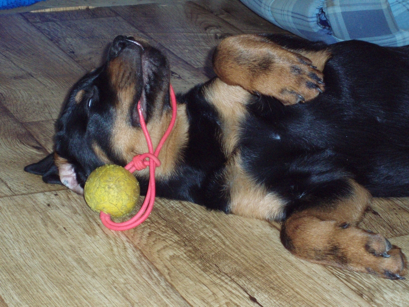 08_01_28_Monty_010.JPG